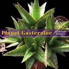 Planet Gasteraloe