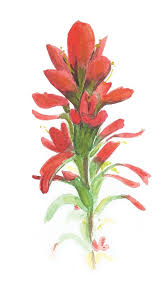 Paintings Illustrations Sara Huse Indian Paintbrush Flower Sketches Watercolor Indian