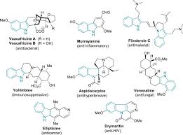 Image result for Voacanga pachyceras