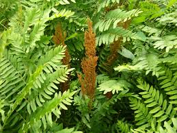 Image result for Osmunda regalis