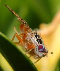 Ceratitis capitata, commonly known as the mediterranean fruit fly or medfly, is a yellow and brown fruit pest that unsourced material may be challenged and removed. Ceratitis Capitata Mediterranean Fruit Fly Ceratitis Capitata Bugguide Net