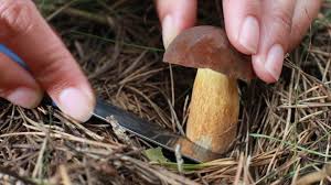 Unser pilzkalender bietet ihnen einen überblick über häufig anzutreffende sorten und ihre saison. Tipps Beim Pilze Sammeln Wie Sie Trotz Trockenheit Fundig Werden