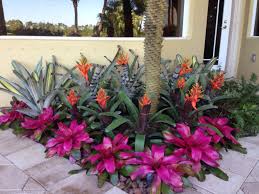 Bromeliad Garden Lots Of Color Gorgeous Maintaining Tropical Indoor Plants Is Not A Tropical Landscape Design Tropical Landscaping Tropical Garden Design