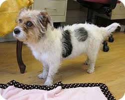 One male two all black; Pin On Designer Dogs I
