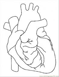 Printable human heart coloring pages. Printable Human Heart Coloring Pages Novocom Top