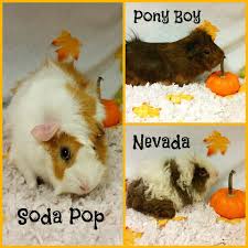 Joliet Il Guinea Pig Meet Soda Pop A Pet For Adoption