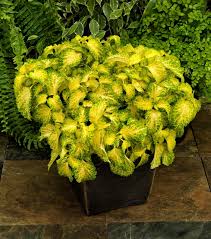 Image result for Limeum fenestratum