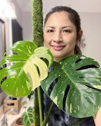 Growing Soursup Plants with Healthy Leaves