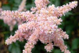 In a warm environment and in full sunlight, it will produce blooms from summer until fall. Top 10 Flowers That Bloom All The Year Around Blog Nurserylive Com Gardening In India