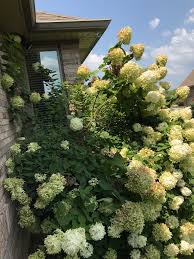 Flowers on new wood when: Early Spring Pruning Will Tame This Hydrangea Indiana Yard And Garden Purdue Consumer Horticulturepurdue University Indiana Yard And Garden Purdue Consumer Horticulture