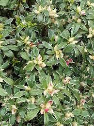 Azalea Japonica Silver Queen Flowering Trees And Shrubs Uk Flowering Trees Azaleas Flowering Shrubs