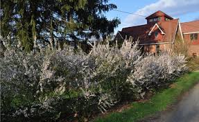 Raspberries Gooseberries And More With Lee Reich Growing Raspberries Hedges Edible Landscaping