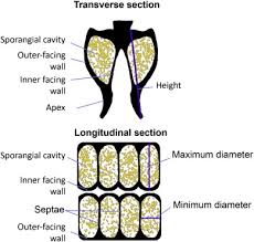 Image result for Marattiaceae