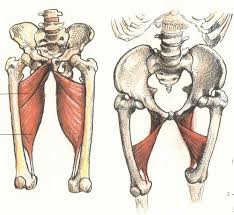 The different anatomical areas of the gluteal region: Anatomy Art Series 1 The Adductor Magnus