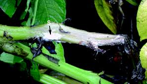 After eating cooked potatoes containing 0.24 mg of solanine per gram of potato, 56 german soldiers experienced solanine poisoning. White Mold Or Sclerotinia Stem Rot In Potatoes Msu Extension