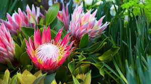 Image result for Protea