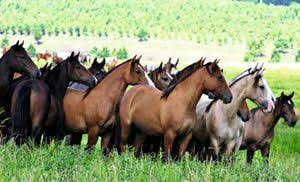 images?q=tbn:ANd9GcTIHXQ97urL0_FQ25A9tXdB_0RryF3LzzFdakRSrNbW3hfpxA7LHlTFyhE&s=10