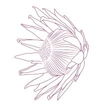 Protea Tattoo Concept On Behance