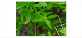 Image result for Spermacoce senensis