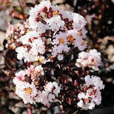 Tiny tank™ dwarf cast iron plant aspidistra elatior 'barr01' learn more Crape Myrtle Ebony Glow Lagerstroemia Clusters Of Blush Pink Nearly White Blooms With Black Foliage Zone