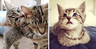 In the uk moggys leave their mum at 8 weeks and pedigree at 13 weeks if not more. Family Comes To Adopt A Kitten But Can T Leave Her Cat Mom Behind Kitten Adoption Cat Mom Cat Adoption