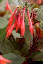This product is currently out of stock and unavailable. Fuchsia Gartenmeister Bonstedt Fuchsia Triphylla Gartenmeister Bonstedt Fuchsia Triphylla Gartenmeister Gartenmeister Bonstedt Fuchsia Plant Lust