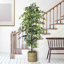 pin by virginia martone on home remodel ficus tree potted trees artificial strawberry vines