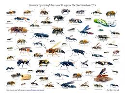 Image Result For Texas Wasp And Bee Id Chart Types Of
