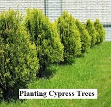 While cypress trees can grow quite large when planted in the ground, planting cypress in a pot will limit its growth. Choosing Growing And Planting Cypress Trees Gardens Nursery