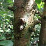 Image result for Leptactina arborescens