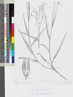 Image result for Panicum chionachne