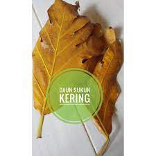 Ambil daun sukun yang kering tetapi masih menempel di batangnya/langsung dari pohonnya, bersihkan dengan air, jemur hingga kering. Daun Sukun Kering Perhelai Obat Ginjal Sakit Gigi Tanaman Herbal Shopee Indonesia