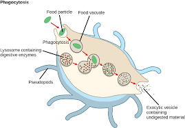 An animal cell that lacks a rough endoplasmic reticulum would be unable to perform which function. The Cytoplasm And Cellular Organelles Bio103 Human Biology