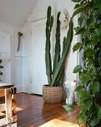 Emma Macfarlane Emma Macfarlane Instagram Photos And Videos Cactus House Plants Pinterest Plant Plant Decor