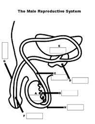 Muscle anatomy front and back. Reproductive System Label Worksheets Teaching Resources Tpt