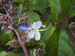 Image result for Rotheca