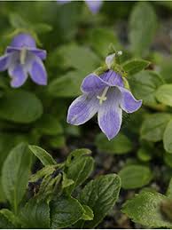 Image result for Campanulaceae