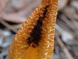 Image result for Pseudocolus schellenbergiae