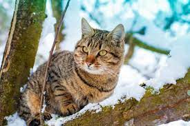 ruyada kedi gormek yavru beyaz kedi sevmek ne anlama gelir diyadinnet