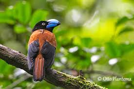 Image result for Vangueria vestita