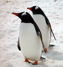 Birds That Look Like Penguins But Can Fly Gentoo Penguin Pinguinos Fotos De Animales