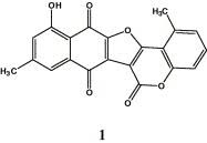 Image result for Diospyros crassiflora