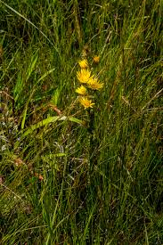 Image result for Helixanthera woodii