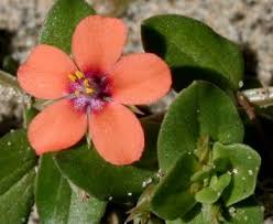 Image result for Lysimachia arvensis