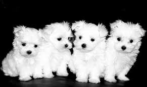 Maybe you would like to learn more about one of these? Dfwmaltese Com Perfect Maltese In Dallas Fort Worth