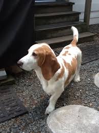Image result for basset hound