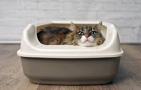 Cats can be perfectly happy in small spaces,'' says cat behaviorist jackson galaxy. What To Do If A Cat Is Laying In Its Litter Box Lovetoknow