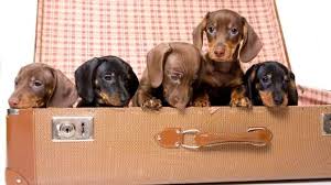 Short hair black and tan, and short hair black and tan brindle. Dachshund Mix Puppies For Sale Greenfield Puppies