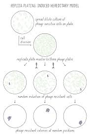 Chargaff's rules state that dna from any species of any organism should have a 1:1 protein stoichiometry ratio (base pair rule) of purine and pyrimidine bases (i.e., a+t=g+c) and, more specifically, that the amount of guanine should be equal to. Mutations Drivers Of Evolution Disease Doug Koshland