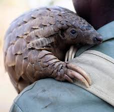 Elainren large pangolin plush toy pillow soft hugging wildlife pangolin manis stuffed animals plushie dolls for kids children easter/birthday/xmas gifts (23.6''/yellow) $28.99. Wilderei Und Schmuggelware Kein Tier Ist Begehrter Als Der Pangolin Welt